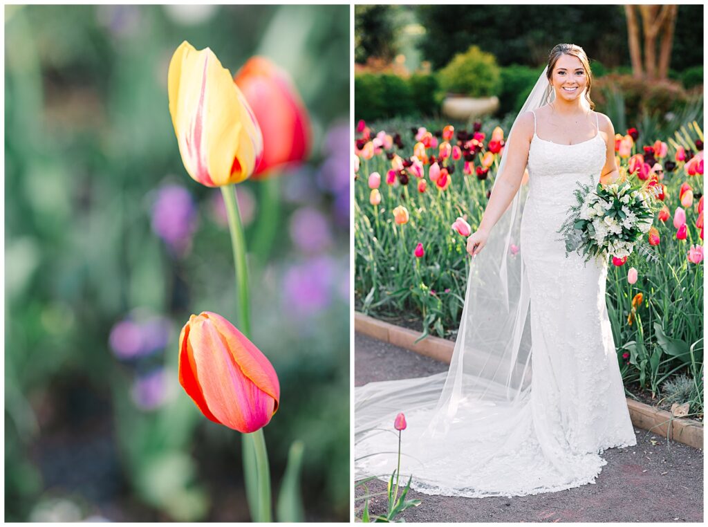 A bride amongst the blooming tulips at Sarah P. Duke Gardens